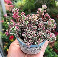 Attēlu rezultāti vaicājumam “Phedimus spurius flower”