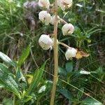 Attēlu rezultāti vaicājumam “Pyrola media”