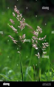 Attēlu rezultāti vaicājumam “Holcus lanatus”