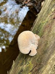 Attēlu rezultāti vaicājumam “Lentinellus ursinus”