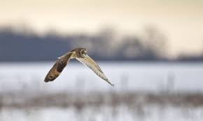 Attēlu rezultāti vaicājumam “Asio flammeus adult”