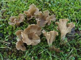 Attēlu rezultāti vaicājumam “Arrhenia spatulata”