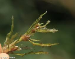 Attēlu rezultāti vaicājumam “Najas marina”