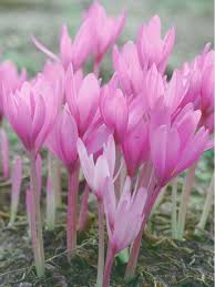 Attēlu rezultāti vaicājumam “Colchicum autumnale flower”