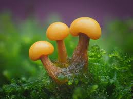 Attēlu rezultāti vaicājumam “Diderma umbilicatum young”