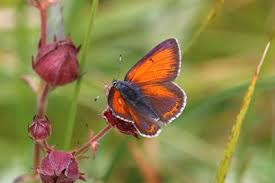 Attēlu rezultāti vaicājumam “Lycaena hippothoe underside”