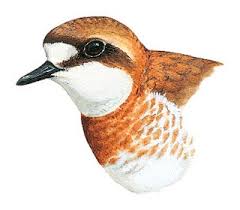 Image result for Charadrius mongolus