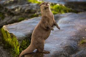 Image result for Otters Old Time Dance Club