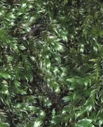 Attēlu rezultāti vaicājumam “Taxiphyllum wissgrillii”