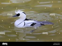 Attēlu rezultāti vaicājumam “Mergus albellus”