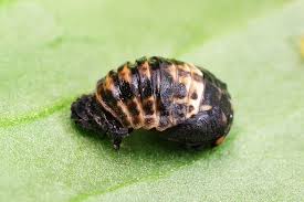 Attēlu rezultāti vaicājumam “Adalia bipunctata larva”