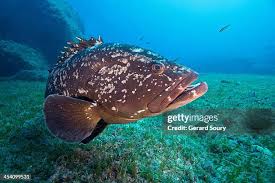Image result for Epinephelus marginatus