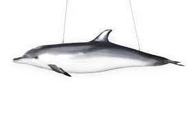 Image result for Stenella coeruleoalba