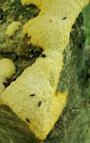 Attēlu rezultāti vaicājumam “Fuligo cinerea macro”