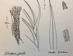 Attēlu rezultāti vaicājumam “Campylium protensum”