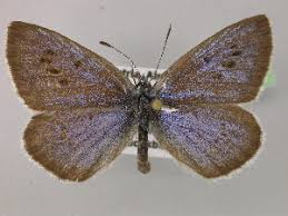 Attēlu rezultāti vaicājumam “Maculinea alcon female”