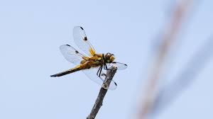 Attēlu rezultāti vaicājumam “Libellula quadrimaculata”