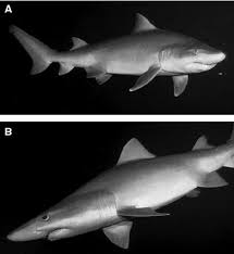 Image result for Odontaspis ferox