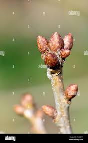 Attēlu rezultāti vaicājumam “Quercus robur bud”
