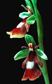 Attēlu rezultāti vaicājumam “Ophrys insectifera flower”