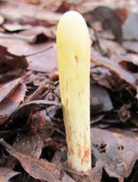 Attēlu rezultāti vaicājumam “Clavariadelphus pistillaris”