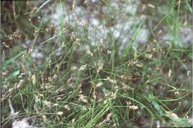 Attēlu rezultāti vaicājumam “Eleocharis acicularis”