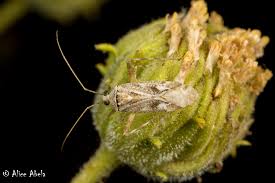 Attēlu rezultāti vaicājumam “Phytocoris sp.”