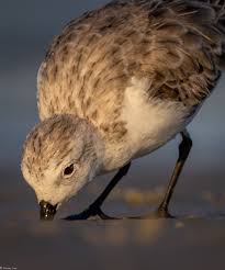 Image result for Calidris pusilla