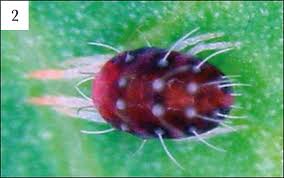 Attēlu rezultāti vaicājumam “Panonychus”