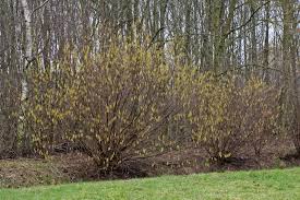 Attēlu rezultāti vaicājumam “Corylus avellana”