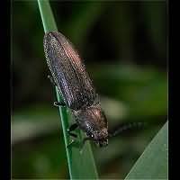 Attēlu rezultāti vaicājumam “Cidnopus aeruginosus”