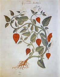 Attēlu rezultāti vaicājumam “Physalis alkekengi”