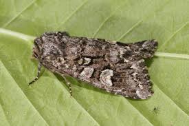 Attēlu rezultāti vaicājumam “Papestra biren”