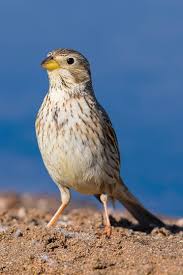 Image result for Emberiza calandra