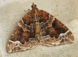 Attēlu rezultāti vaicājumam “Eulithis prunata”