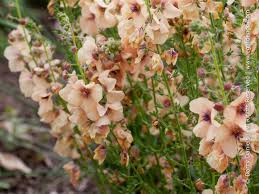 Attēlu rezultāti vaicājumam “Verbascum”