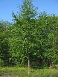 Attēlu rezultāti vaicājumam “Alnus glutinosa”