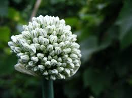 Attēlu rezultāti vaicājumam “Allium sativum bud”