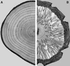 Attēlu rezultāti vaicājumam “Betula pendula var. carelica”