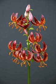 Image result for Lilium martagon `Arabian Night`