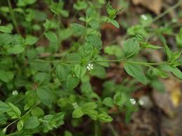 Attēlu rezultāti vaicājumam “Moehringia trinervia”