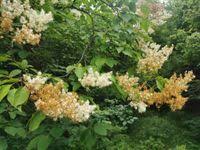 Attēlu rezultāti vaicājumam “Syringa reticulata subsp. amurensis”