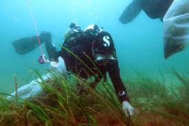 Image result for Plymouth Aquanauts