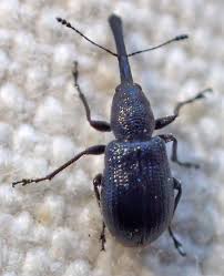 Attēlu rezultāti vaicājumam “Attelabidae”