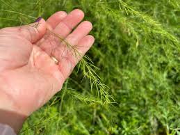 Attēlu rezultāti vaicājumam “Asparagus officinalis leaf”