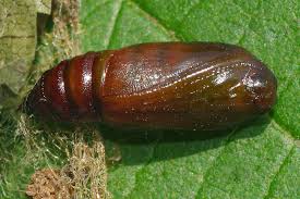 Attēlu rezultāti vaicājumam “Cabera pusaria male”