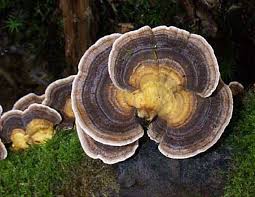 Attēlu rezultāti vaicājumam “Trametes”