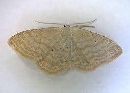 Attēlu rezultāti vaicājumam “Scopula floslactata”