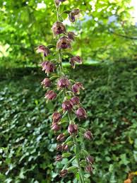 Attēlu rezultāti vaicājumam “Epipactis helleborine”