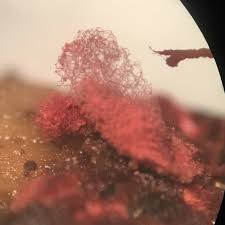 Attēlu rezultāti vaicājumam “Arcyria minuta stalked”